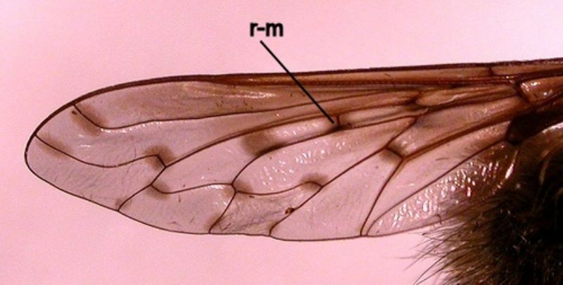 Bombyliidae d''alta quota:  Systoechus sp.